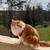 Picture of cat lost at Vernaison