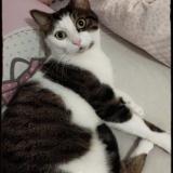 Picture of cat lost at Franconville