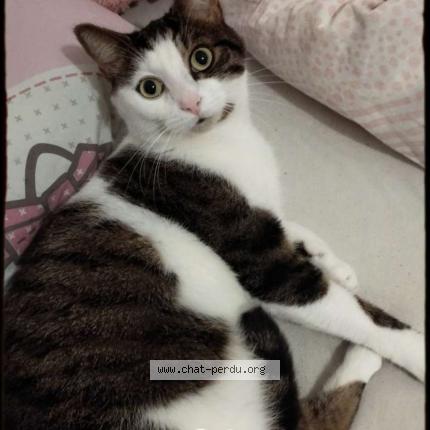 Photo 1/1 Babidi Chat lost in Franconville