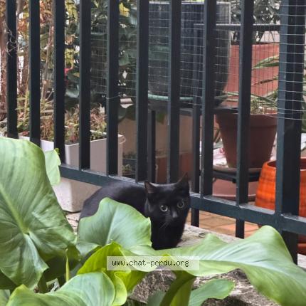 Photo 1/1 Found cat Found in Paris