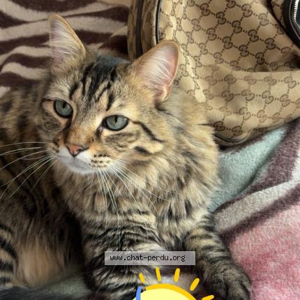 Photo 1/1 Simba Chat lost in Champigny sur marne