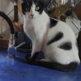 Picture of cat lost at Reillanne