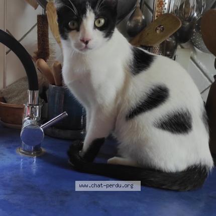 Photo 1/1 Vega Chat lost in Reillanne