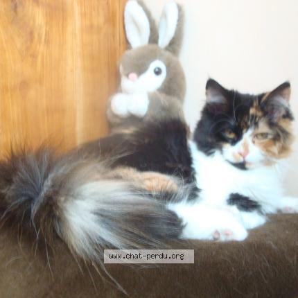 Photo 1/1 Chloé Chat lost in Ixelles