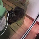 Picture of cat found at Bordeaux