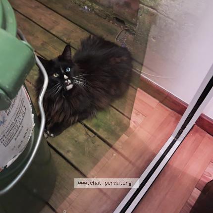 Photo 1/1 Found cat Found in Bordeaux