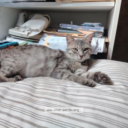 Photo 1/1 GRISOU Chat lost in Toulouse