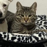 Picture of cat lost at La Trinite