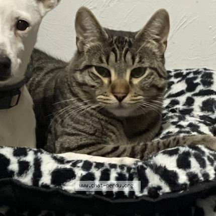 Photo 1/1 Simba Chat lost in La trinite