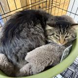 Picture of cat found at St Jean De Chevelu