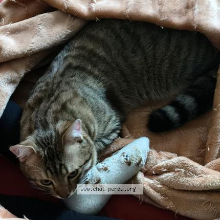 Photo 2/3 Noisette Chat lost in Ris orangis