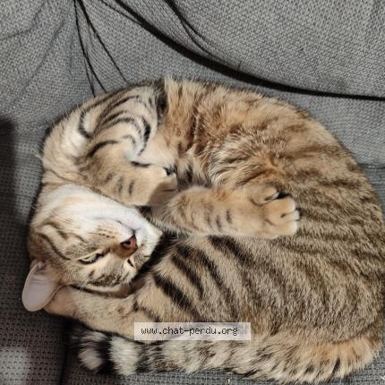 Photo 3/3 Noisette Chat lost in Ris orangis