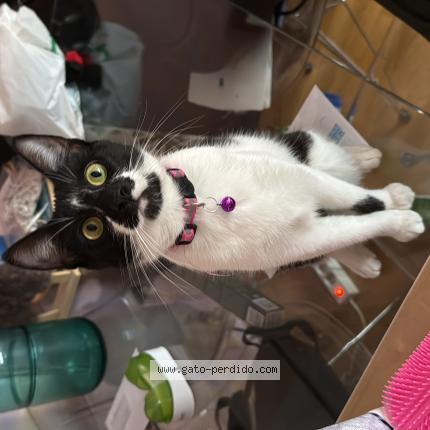 Photo 1/1 Lilith Chat lost in Marbella