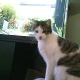 Picture of cat lost at Schiltigheim