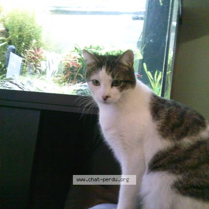 Photo 1/1 Dipsy Chat lost in Schiltigheim