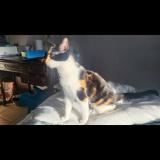 Picture of cat lost at Sollies Ville