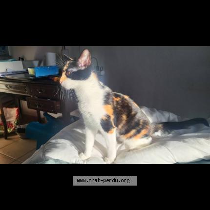 Photo 1/1 alma Chat lost in Sollies ville