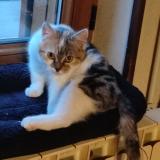 Picture of cat lost at Hem Hardinval