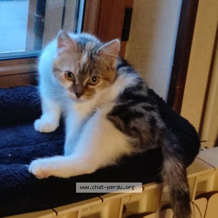 Photo 1/2 ophélie Chat lost in Hem hardinval