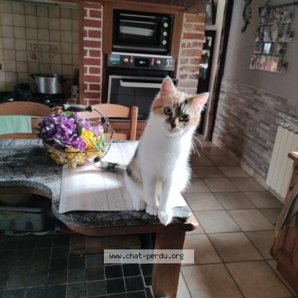 Photo 2/2 ophélie Chat lost in Hem hardinval