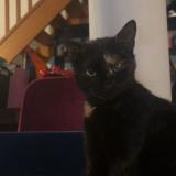 Picture of cat lost at Maroeil