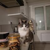 Picture of cat lost at Evellys