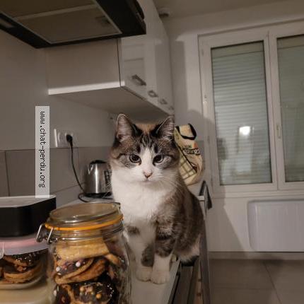 Photo 1/1 Kira Chat lost in Evellys