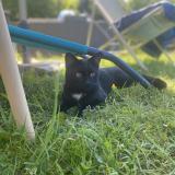 Picture of cat lost at Ernage Gembloux