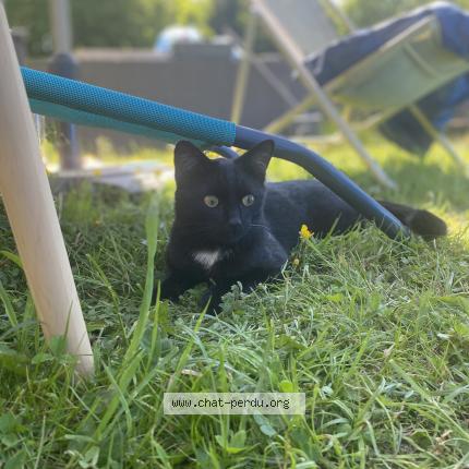 Photo 1/1 Maïster Chat lost in Ernage gembloux