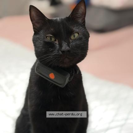 Photo 1/1 Charly Chat lost in Bouafle