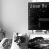 Picture of cat lost at Saint Amand Les Eaux