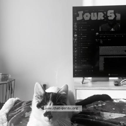 Photo 1/1 nanou Chat lost in Saint amand les eaux