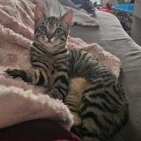 Picture of cat lost at Le Cellier