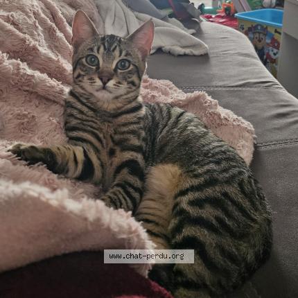 Photo 1/1 Rocky Chat lost in Le cellier