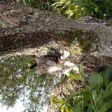 Picture of cat lost at Riberac