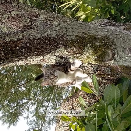 Photo 1/1 Tigrou Chat lost in Riberac