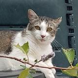 Picture of cat lost at Roeze Sur Sarthe 72210