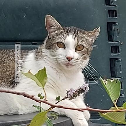 Photo 1/1 Mario Chat lost in Roeze sur sarthe 72210