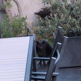 Picture of cat found at Montpellier