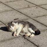 Picture of cat lost at Fontaines Sur Saone