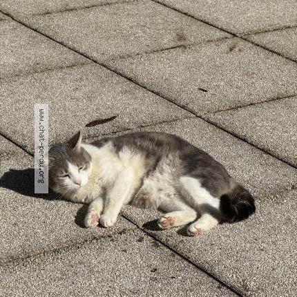 Photo 1/2 Mimi Chat lost in Fontaines sur saone