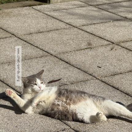 Photo 2/2 Mimi Chat lost in Fontaines sur saone