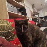 Picture of cat lost at Marcillac Vallon