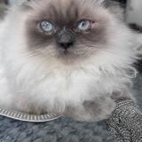 Picture of cat lost at Marseille