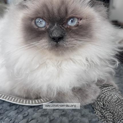 Photo 1/1 Aiko Chat lost in Marseille