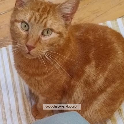 Photo 1/1 Hervé Chat lost in Montlucon