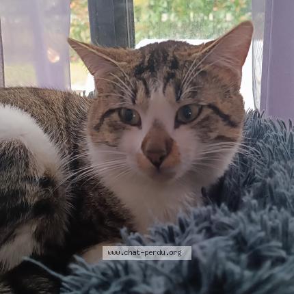 Photo 1/1 Found cat Found in Sadirac