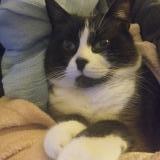 Picture of cat lost at Sainte Marie De Re