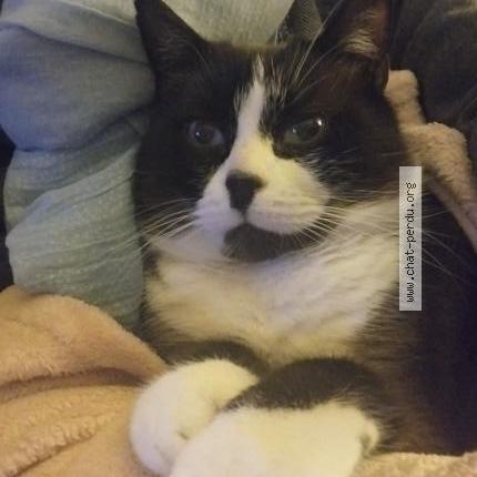 Photo 1/1 Patchouli Chat lost in Sainte marie de re