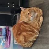 Picture of cat lost at Cambrai
